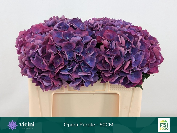 <h4>Hydrangea  'Royal Opera'</h4>