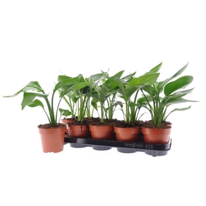 STRELITZIA NICOLAI