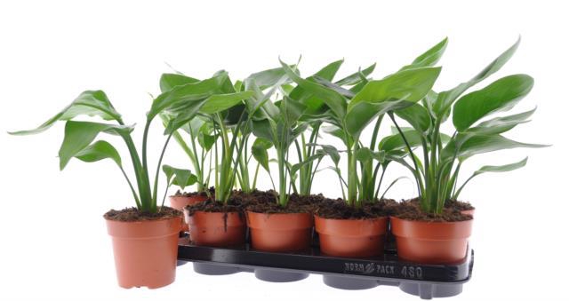 STRELITZIA NICOLAI
