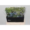 Oxypetalum Tweedia Blue