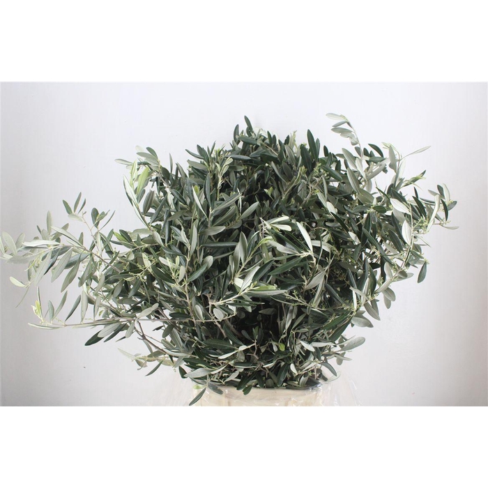 <h4>Olijf 300gr P Bunch</h4>