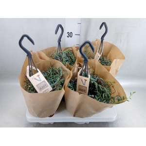 Senecio   ...