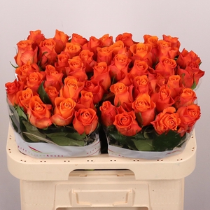 R Gr Orange Wave