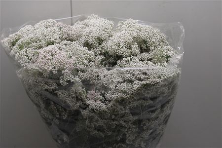 <h4>Ozoth Ov L Pink</h4>