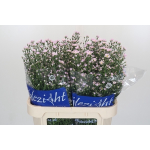 Aster Claudia