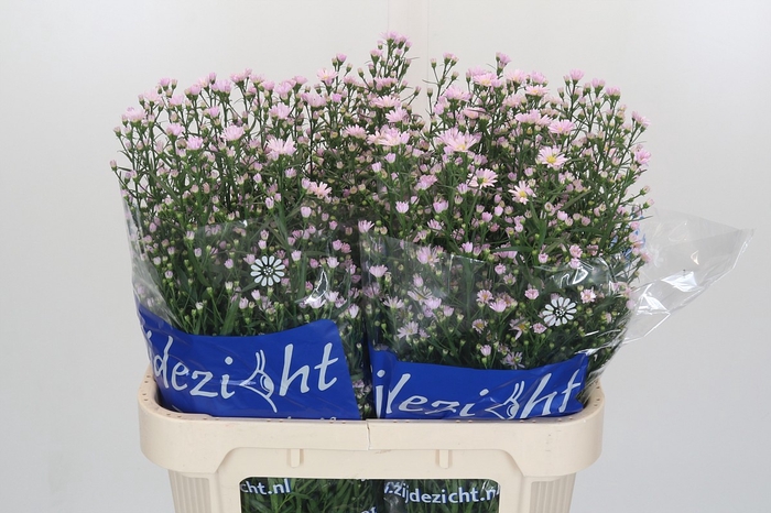Aster Claudia