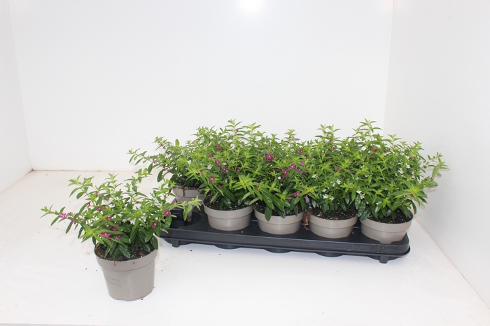 <h4>CUPH HYSSOPIFOLIA</h4>