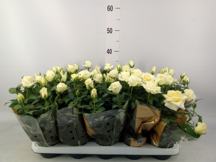 <h4>Rosa  'Pearl Kordana'</h4>