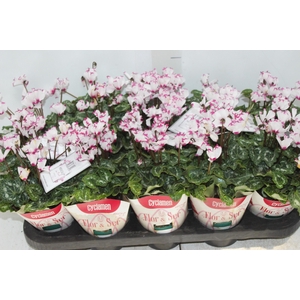 CYCLAMEN ABSOLU DE MOREL P11