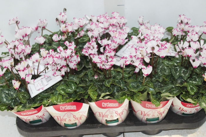 <h4>CYCLAMEN ABSOLU DE MOREL P11</h4>