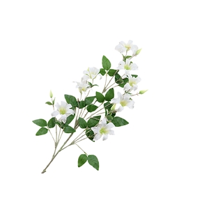 Clematis Spray White
