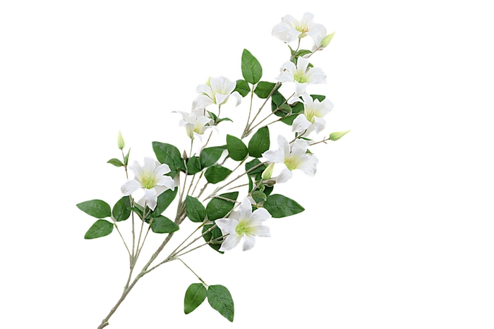 <h4>Clematis Spray White</h4>