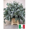 EUC CINEREA PB