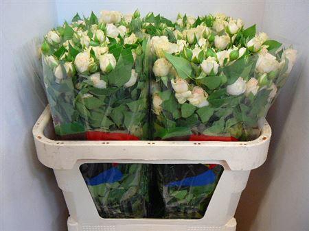 <h4>R Tr Sancerre</h4>