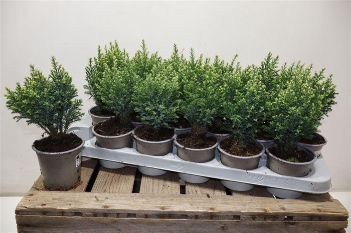 <h4>Cham L Snow White</h4>