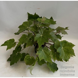 Begonia ricinifolia 'Immense' 14cm