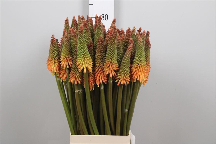 <h4>Knip Alcazar</h4>