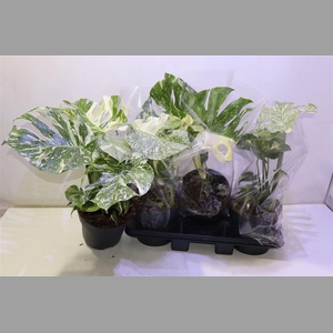 Monstera Del Thai Co