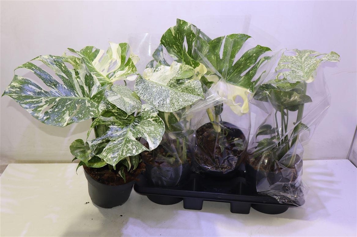 <h4>Monstera Del Thai Co</h4>