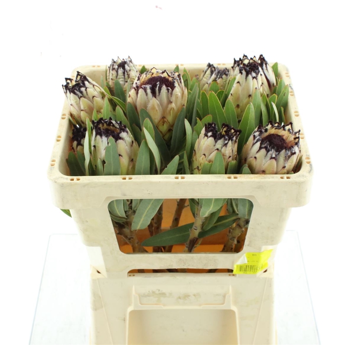 <h4>Protea L Lady White</h4>