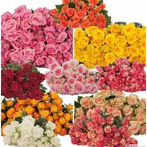 Rosa Spray Mix Box white/yellow/red