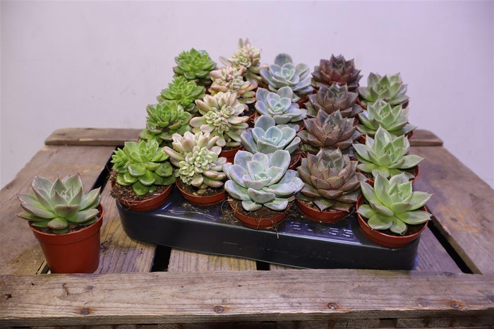 <h4>arr8 Echev Gem</h4>