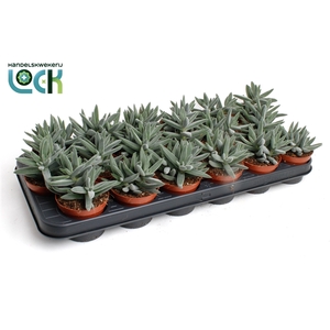 Crassula Silver