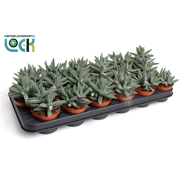 <h4>Crassula Silver</h4>