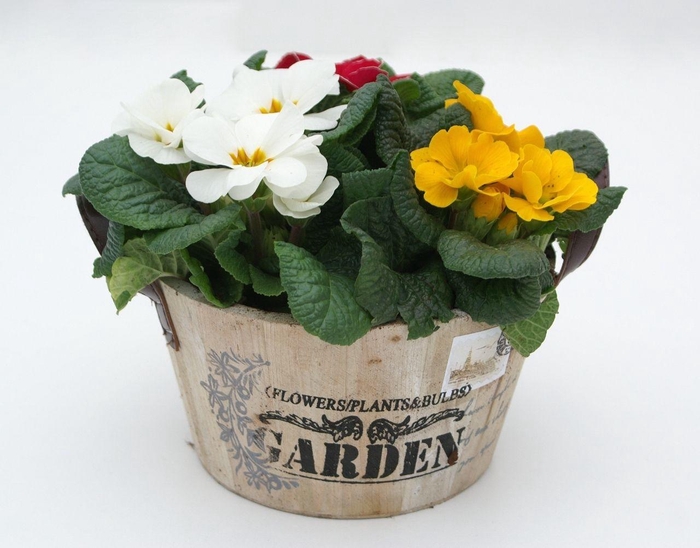 <h4>Primula Hout Rond</h4>