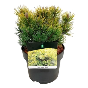 Pinus mugo 'Ophir'