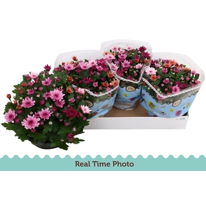 CHRYS MO AUB GEM POT