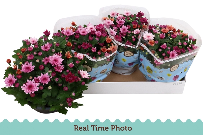 <h4>CHRYS MO AUB GEM POT</h4>