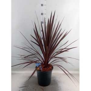 Cordyline austr. 'Red Star'