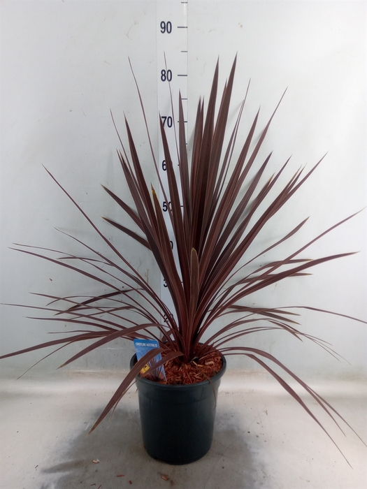 <h4>Cordyline austr. 'Red Star'</h4>