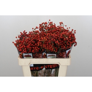 ROSA AUT ROSEFRUITS