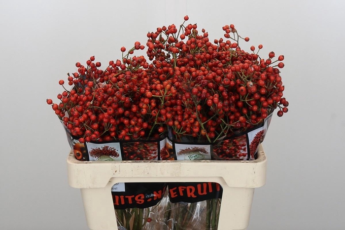 <h4>ROSA AUT ROSEFRUITS</h4>