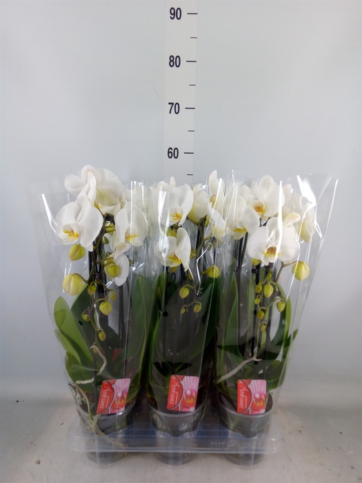 <h4>Phalaenopsis  'Elegant Cascade'</h4>