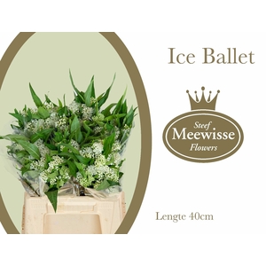 Asclepias Incarnata 'ice Ballet'