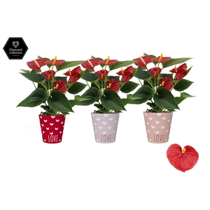 Anthurium 9 cm Diamond Red in You and Me smartcup