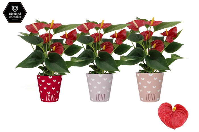 <h4>Anthurium 9 cm Diamond Red in You and Me smartcup</h4>