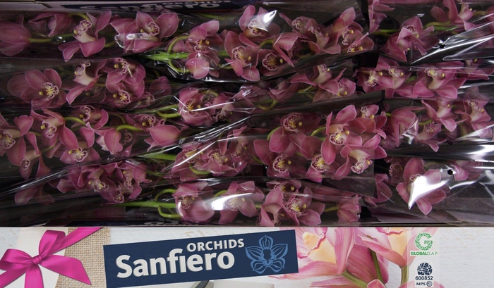 <h4>CYMB T CANDY</h4>