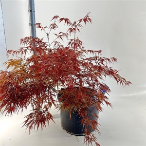 Acer pal. 'Garnet'