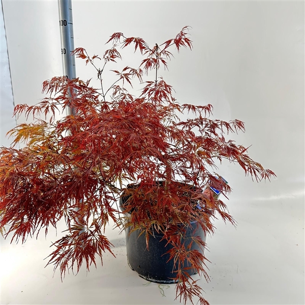 <h4>Acer pal. 'Garnet'</h4>