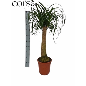 BEAUCARNEA RECUR