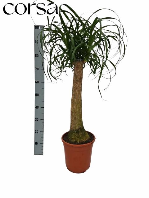 <h4>BEAUCARNEA RECUR</h4>