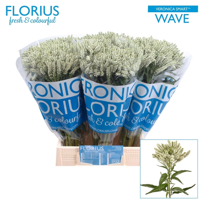 <h4>VERON SMART WAVE</h4>