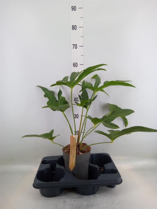 <h4>Planten Groen   ...L%</h4>