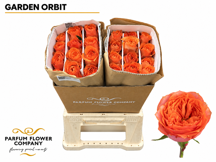 <h4>Rosa Garden Orbit</h4>
