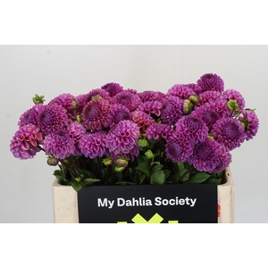 Dahlia Cornel Purple