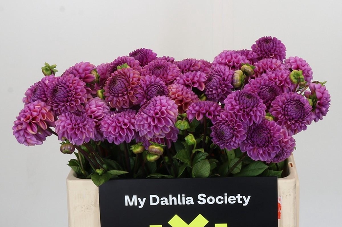 <h4>Dahlia Cornel Purple</h4>